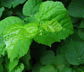 Young leaves green