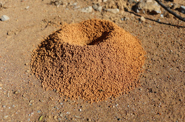 Formigueiro pequeno vazio