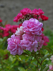 A branch of pink roses on the background of a branch of crimson roses create a beautiful, smooth transition of color