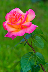 beautiful lush bud of an orange-pink rose
