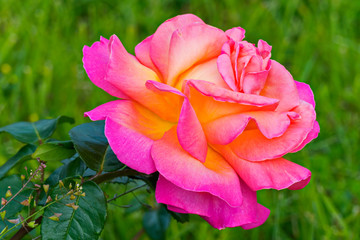 The luxurious petals of a beautiful rose are as if illuminated from within. Beautiful flowers for your favorite women.