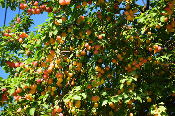 Ripe plum hanging on the branches of a tree.