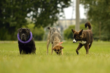 Interaction between dogs. Behavioral aspects of animals. Emotions of animals. 