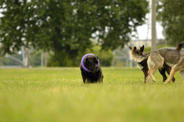  Interaction between dogs. Behavioral aspects of animals. Emotions of animals.