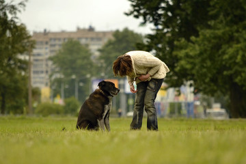 Relationship between man and dog.  Friendship between a dog and a man. Dog's curing. Training dogs