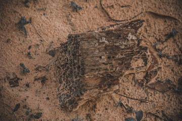 Dry wood chips on the sand.