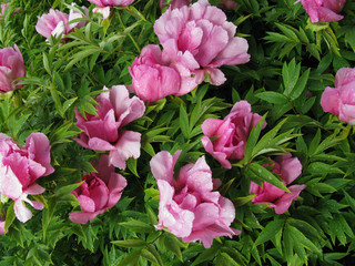 wet after the rain, the petals of the flowers look very beautiful