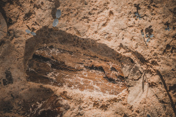 Dry wood chips on the sand.