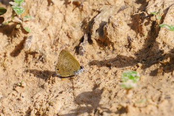 Little butterfly on the sand.