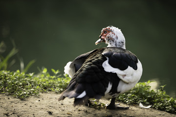 Black and White Muscovy ducks resting by a river