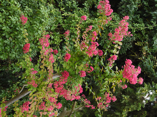 Fototapeta na wymiar pink flowers on bushes with small green leaves behind a wooden fence