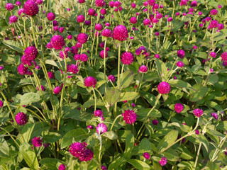 Meadow burgundy colors are small flowers growing thick carpet. With green juicy stems and thin leaves underneath.