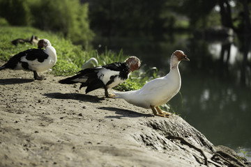 Black and White Muscovy ducks resting by a river