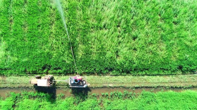 Aerial view from flying drone. Thai farmer spraying chemical to young green rice field. Agriculture concept