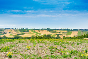 Fototapeta premium A beautiful, summer rural landscape in Poland. Fields, meadows and lots of shades of yellow and green