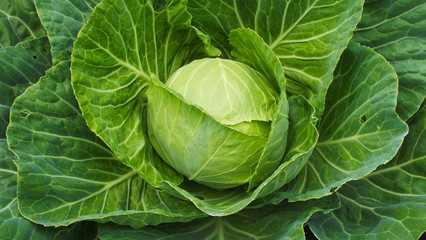 Fresh cabbage grows in the garden.