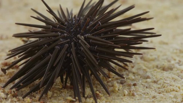 Slate-pencil urchin - sea urchin on sand