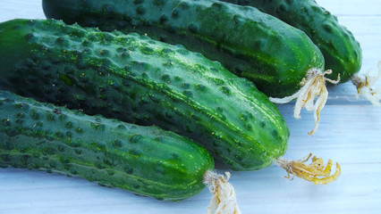 Fresh cucumbers from the garden on a wooden background.