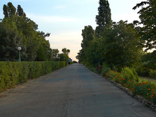 Park Alley with tall trees against the beautiful blue sky