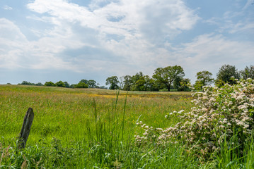 Beautiful English Medow