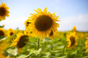 Beautiful sunflower. Sunflower closeup. Field with sunflowers.