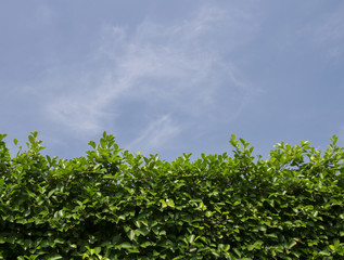 The green leaves are refreshingly natural as well as the sky.