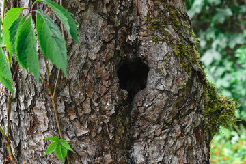 Black hole entry for bird in tree trunk