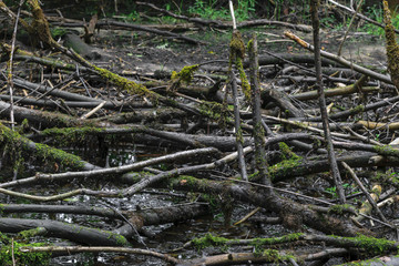 Dried marsh with old black color tree branches with moss lying on the dirt background