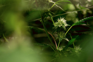 Marijuana bud grows cannabis plant