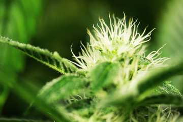 Cannabis Marijuana Flower Weed