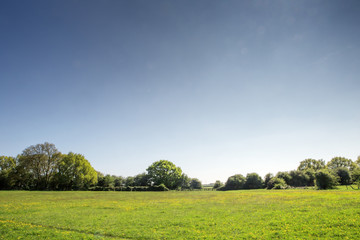 landscape of green fields