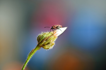 Insect soldier on a flower dandelion
