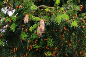 Hängende Zapfen der Fichte, Picea abis