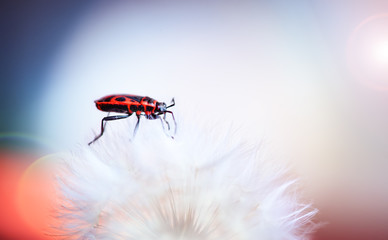 Insect soldier on a flower dandelion