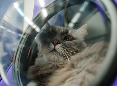 Cat transportation