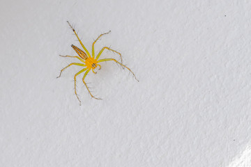 A colourful spider on a white wall.