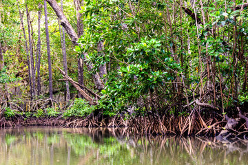 Mangrove trees along the river. The roots of mangrove trees in the mangrove forest in the tropical forest of Palawan Island, Philippines.