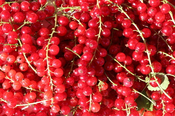 Rote Johannisbeeren (Ribes)
