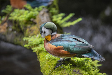 Duck Cleans Himself [DSC_3274]