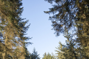 Clear Blue Sky through Tree Tops