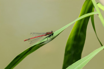 Frühe Adonislibelle, Pyrrhosoma nymphula 