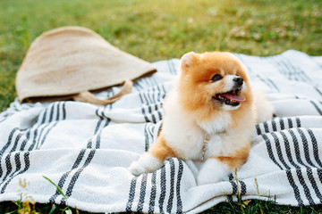 Happy spitz puppy sitting on a blanket. Space for text