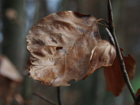 Herbstblatt im Wald