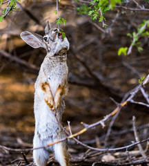 rabbit eating leaves