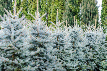 Christmas tree seedlings greenhouse sale store coniferous trees decorative