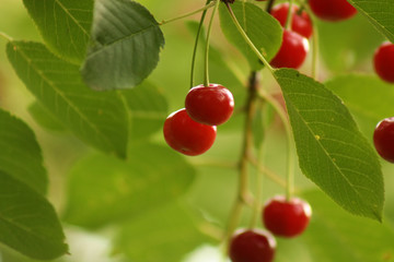 Ripe cherry