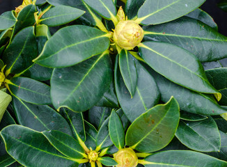 Rhododendron hybride Red Jak burans gurans colorful abundance on tree flowers branches supported dark green leaves close up natural sunlight. © mykytivoandr
