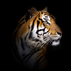 Portrait of tiger.