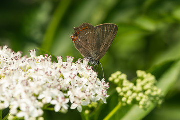 Kleiner Schlehenzipfelfalter saugt Nektar an einer Blüte