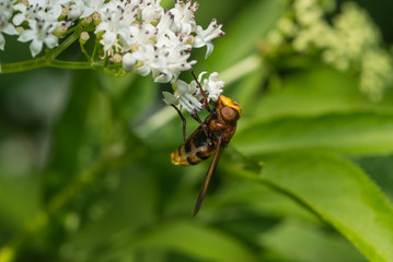 Hornissenschwebfliege saugt Nektar an einer Blüte
